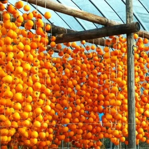 Set 2 Persimmon Trees Live Plants, Dormant and Bare Roots 12-18 Inc Tall, Sweet Persimmon Trees Fruit for Outdoor Planting - Image 10