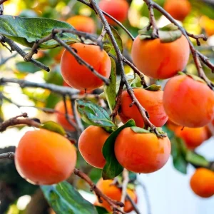 Set 2 Persimmon Trees Live Plants, Dormant and Bare Roots 12-18 Inc Tall, Sweet Persimmon Trees Fruit for Outdoor Planting - Image 2