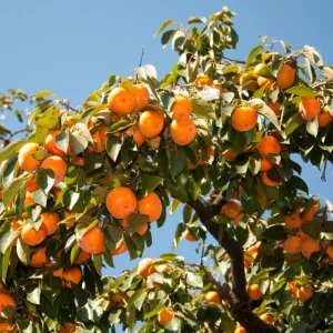 Set 2 Persimmon Trees Live Plants, Dormant and Bare Roots 12-18 Inc Tall, Sweet Persimmon Trees Fruit for Outdoor Planting - Image 3