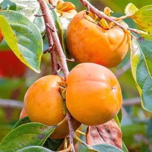 Set 2 Persimmon Trees Live Plants, Dormant and Bare Roots 12-18 Inc Tall, Sweet Persimmon Trees Fruit for Outdoor Planting - Image 1