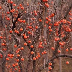 Set 2 Persimmon Trees Live Plants, Dormant and Bare Roots 12-18 Inc Tall, Sweet Persimmon Trees Fruit for Outdoor Planting - Image 6