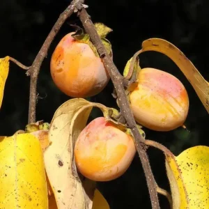 Set 2 Persimmon Trees Live Plants, Dormant and Bare Roots 12-18 Inc Tall, Sweet Persimmon Trees Fruit for Outdoor Planting - Image 8