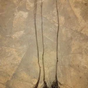 Set 2 Persimmon Trees Live Plants, Dormant and Bare Roots 12-18 Inc Tall, Sweet Persimmon Trees Fruit for Outdoor Planting - Image 9