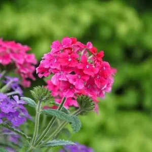 Set 2 Pink Perennial Verbena Plants Live for Planting, Pink Flower Plant for Groundcover Outdoor 4 to 6 Inch Tall - Image 2