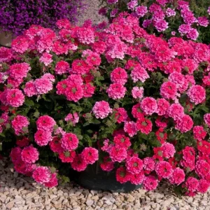 Set 2 Pink Perennial Verbena Plants Live for Planting, Pink Flower Plant for Groundcover Outdoor 4 to 6 Inch Tall - Image 3