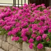 Set 2 Pink Perennial Verbena Plants Live for Planting, Pink Flower Plant for Groundcover Outdoor 4 to 6 Inch Tall - Image 1