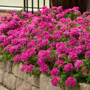 Set 2 Pink Perennial Verbena Plants Live for Planting, Pink Flower Plant for Groundcover Outdoor 4 to 6 Inch Tall - Image 1