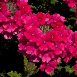 Set 2 Pink Perennial Verbena Plants Live for Planting, Pink Flower Plant for Groundcover Outdoor 4 to 6 Inch Tall - Image 4