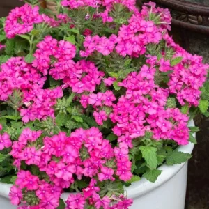 Set 2 Pink Perennial Verbena Plants Live for Planting, Pink Flower Plant for Groundcover Outdoor 4 to 6 Inch Tall - Image 5