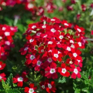 Set 2 Red White Bicolor Verbena Plants Live for Planting, Red White Flower Plant for Groundcover Outdoor 4 to 6 Inch Tall - Image 2