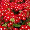 Set 2 Red White Bicolor Verbena Plants Live for Planting, Red White Flower Plant for Groundcover Outdoor 4 to 6 Inch Tall - Image 1