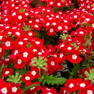 Set 2 Red White Bicolor Verbena Plants Live for Planting, Red White Flower Plant for Groundcover Outdoor 4 to 6 Inch Tall - Image 1