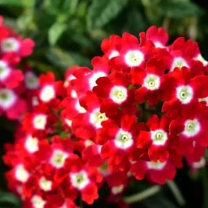 Set 2 Red White Bicolor Verbena Plants Live for Planting, Red White Flower Plant for Groundcover Outdoor 4 to 6 Inch Tall - Image 4