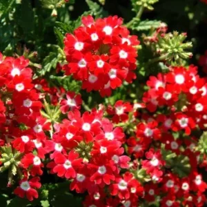 Set 2 Red White Bicolor Verbena Plants Live for Planting, Red White Flower Plant for Groundcover Outdoor 4 to 6 Inch Tall - Image 5