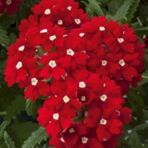 Set 2 Red White Bicolor Verbena Plants Live for Planting, Red White Flower Plant for Groundcover Outdoor 4 to 6 Inch Tall - Image 6