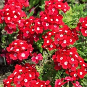 Set 2 Red White Bicolor Verbena Plants Live for Planting, Red White Flower Plant for Groundcover Outdoor 4 to 6 Inch Tall - Image 7