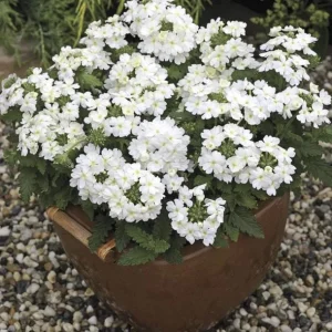 Set 2 White Verbena Plants Live for Planting, White Flower Plant for Groundcover Outdoor 4 to 6 Inch Tall - Image 2