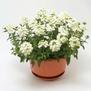Set 2 White Verbena Plants Live for Planting, White Flower Plant for Groundcover Outdoor 4 to 6 Inch Tall - Image 3