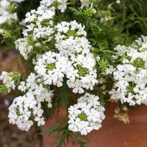 Set 2 White Verbena Plants Live for Planting, White Flower Plant for Groundcover Outdoor 4 to 6 Inch Tall - Image 4
