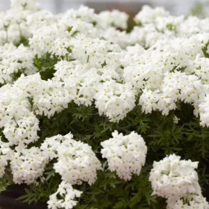 Set 2 White Verbena Plants Live for Planting, White Flower Plant for Groundcover Outdoor 4 to 6 Inch Tall - Image 5