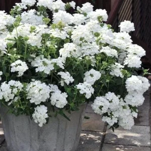 Set 2 White Verbena Plants Live for Planting, White Flower Plant for Groundcover Outdoor 4 to 6 Inch Tall - Image 6