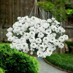 Set 2 White Verbena Plants Live for Planting, White Flower Plant for Groundcover Outdoor 4 to 6 Inch Tall - Image 7