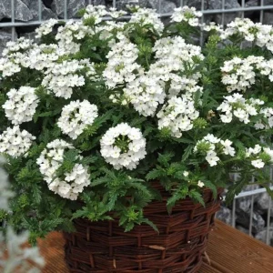 Set 2 White Verbena Plants Live for Planting, White Flower Plant for Groundcover Outdoor 4 to 6 Inch Tall - Image 1