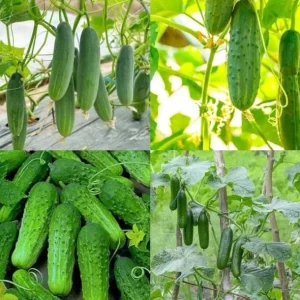 Set 3 Marketmore Cucumber Live Plants, Cucumber Vegetable Plants 4 to 6 Inc Tall for Your Garden in 4 Inc Pot - Image 1