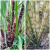 Set of 10 Sugarcane Plant Cuttings – Saccharum Officinarum – 12-24" Long, Unrooted - Image 1
