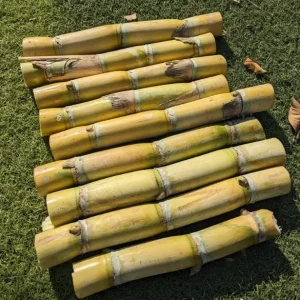 Set of 10 Sugarcane Plant Cuttings – Saccharum Officinarum – 12-24