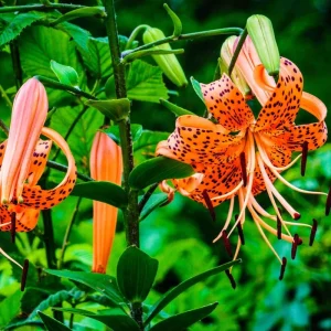 Set of 10 Tiger Lily Bulbs for Planting - Perennial Flower Bulbs, Easy to Grow, Orange - Image 1