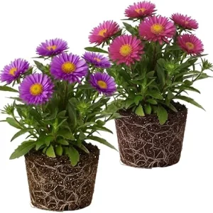 Set of 2 Aster Live Plants, Multicolor Perennial, 5-7