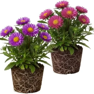 Set of 2 Aster Live Plants, Multicolor Perennial, 5-7