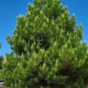 Set of 2 Austrian Pine Live Christmas Trees, 4-6 Inch, 4 Inch Pot, Indoor/Outdoor - Image 2