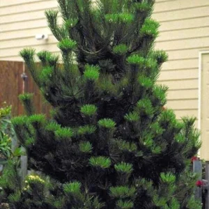 Set of 2 Austrian Pine Live Christmas Trees, 4-6 Inch, 4 Inch Pot, Indoor/Outdoor - Image 4