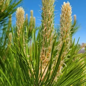 Set of 2 Austrian Pine Live Christmas Trees, 4-6 Inch, 4 Inch Pot, Indoor/Outdoor - Image 5