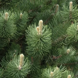 Set of 2 Austrian Pine Live Christmas Trees, 4-6 Inch, 4 Inch Pot, Indoor/Outdoor - Image 6