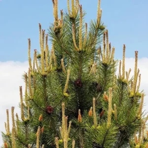 Set of 2 Austrian Pine Live Christmas Trees, 4-6 Inch, 4 Inch Pot, Indoor/Outdoor - Image 7