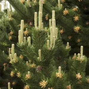 Set of 2 Austrian Pine Live Christmas Trees, 4-6 Inch, 4 Inch Pot, Indoor/Outdoor - Image 1