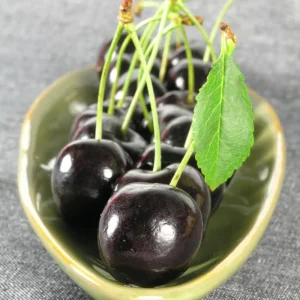 Set of 2 Black Cherry Live Fruit Trees, Bare Root, 3-4 Ft Tall, Sweet Cherry - Image 4