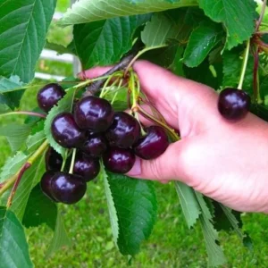 Set of 2 Black Cherry Live Fruit Trees, Bare Root, 3-4 Ft Tall, Sweet Cherry - Image 6