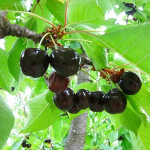 Set of 2 Black Cherry Live Fruit Trees, Bare Root, 3-4 Ft Tall, Sweet Cherry - Image 7