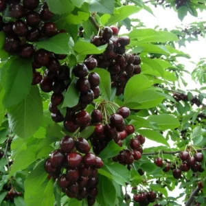 Set of 2 Black Cherry Trees - Live Bare Root Plants, 12-15 Inches Tall, Cold Hardy Perennial Fruit Tree, Outdoor - Image 2