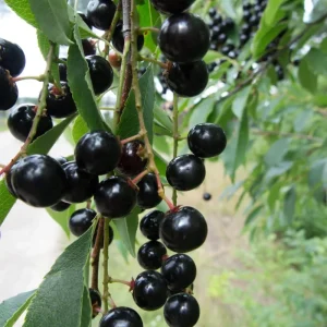 Set of 2 Black Cherry Trees - Live Bare Root Plants, 12-15 Inches Tall, Cold Hardy Perennial Fruit Tree, Outdoor - Image 3