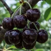Set of 2 Black Cherry Trees - Live Bare Root Plants, 12-15 Inches Tall, Cold Hardy Perennial Fruit Tree, Outdoor - Image 1
