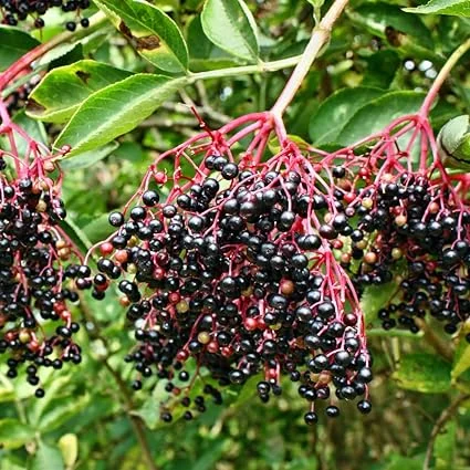 Set of 2 Black Elderberry Live Plants, 5-9 Inch Tall Perennial Fruit Bush, Dormant - Image 3