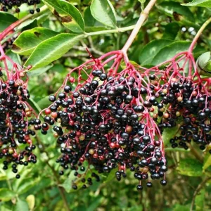 Set of 2 Black Elderberry Live Plants, 5-9 Inch Tall Perennial Fruit Bush, Dormant - Image 1