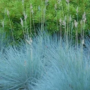 Set of 2 Blue Fescue Grass Live Plant 4-7″ Tall - Silvery Blue Ornamental Outdoor - Image 1
