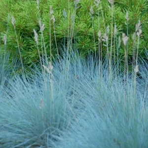 Set of 2 Blue Fescue Grass Live Plant 4-7″ Tall - Silvery Blue Ornamental Outdoor - Image 5