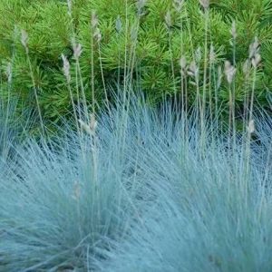 Set of 2 Blue Fescue Grass Live Plant 4-7″ Tall - Silvery Blue Ornamental Outdoor - Image 6